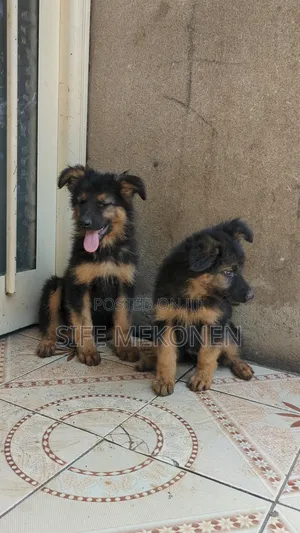 1-3 months Male Purebred German Shepherd