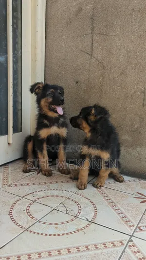 1-3 months Male Purebred German Shepherd