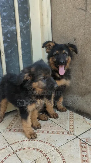 Photo - 1-3 months Male Purebred German Shepherd