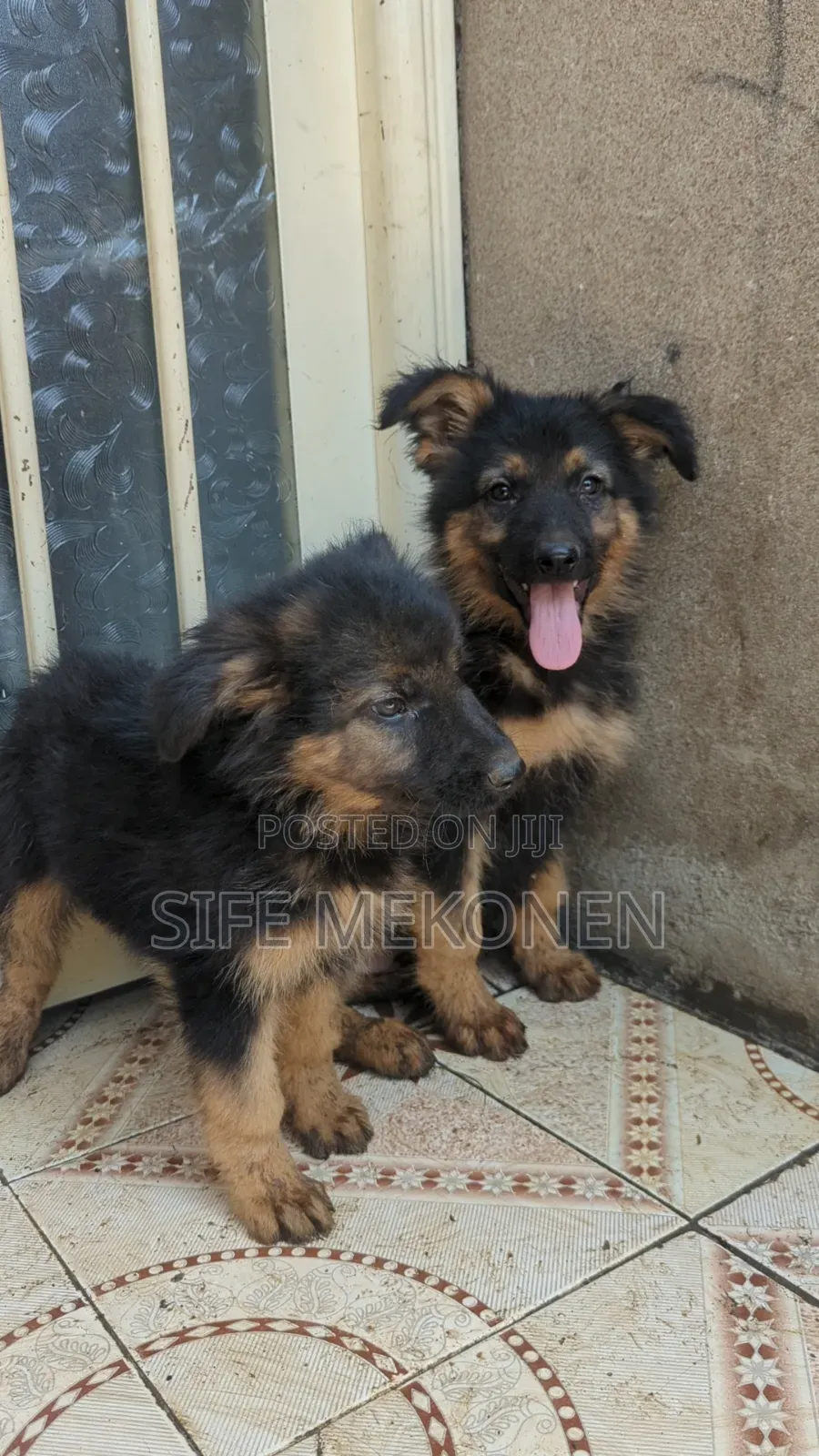 1-3 months Male Purebred German Shepherd