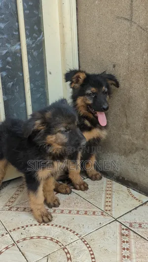 1-3 months Male Purebred German Shepherd