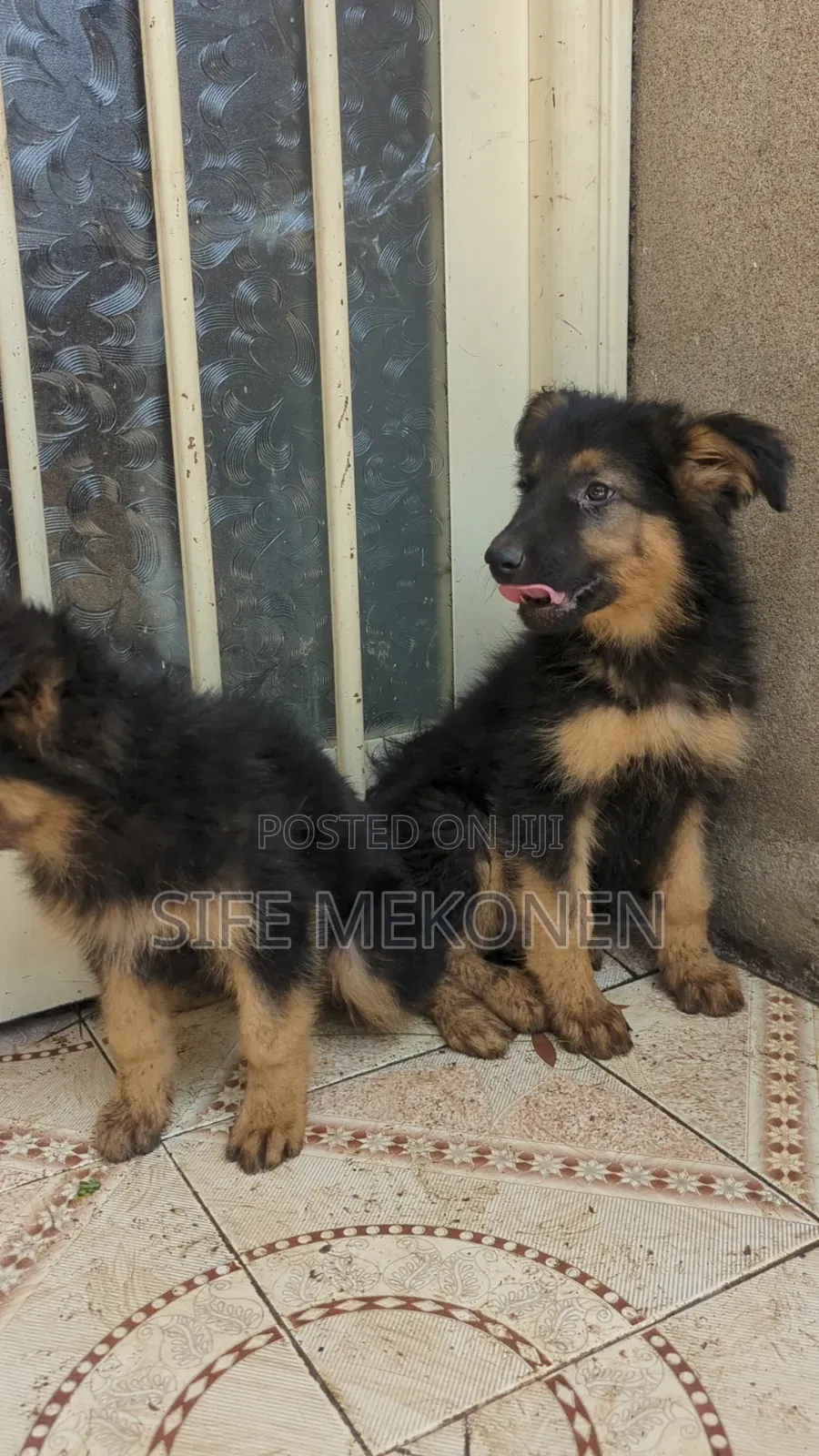 1-3 months Male Purebred German Shepherd