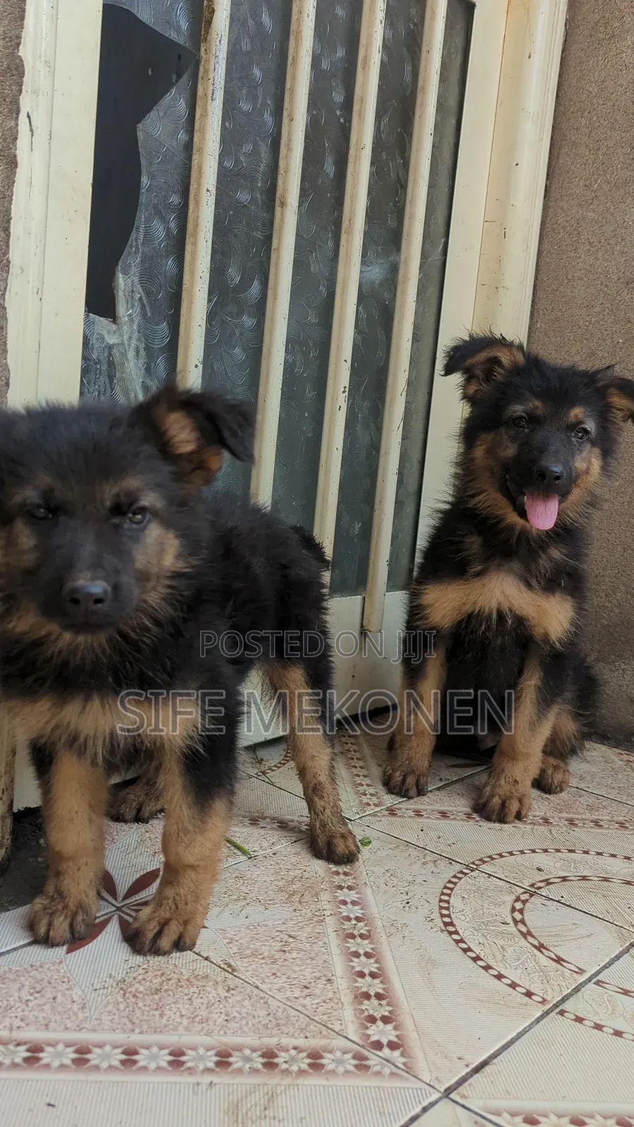 1-3 months Male Purebred German Shepherd