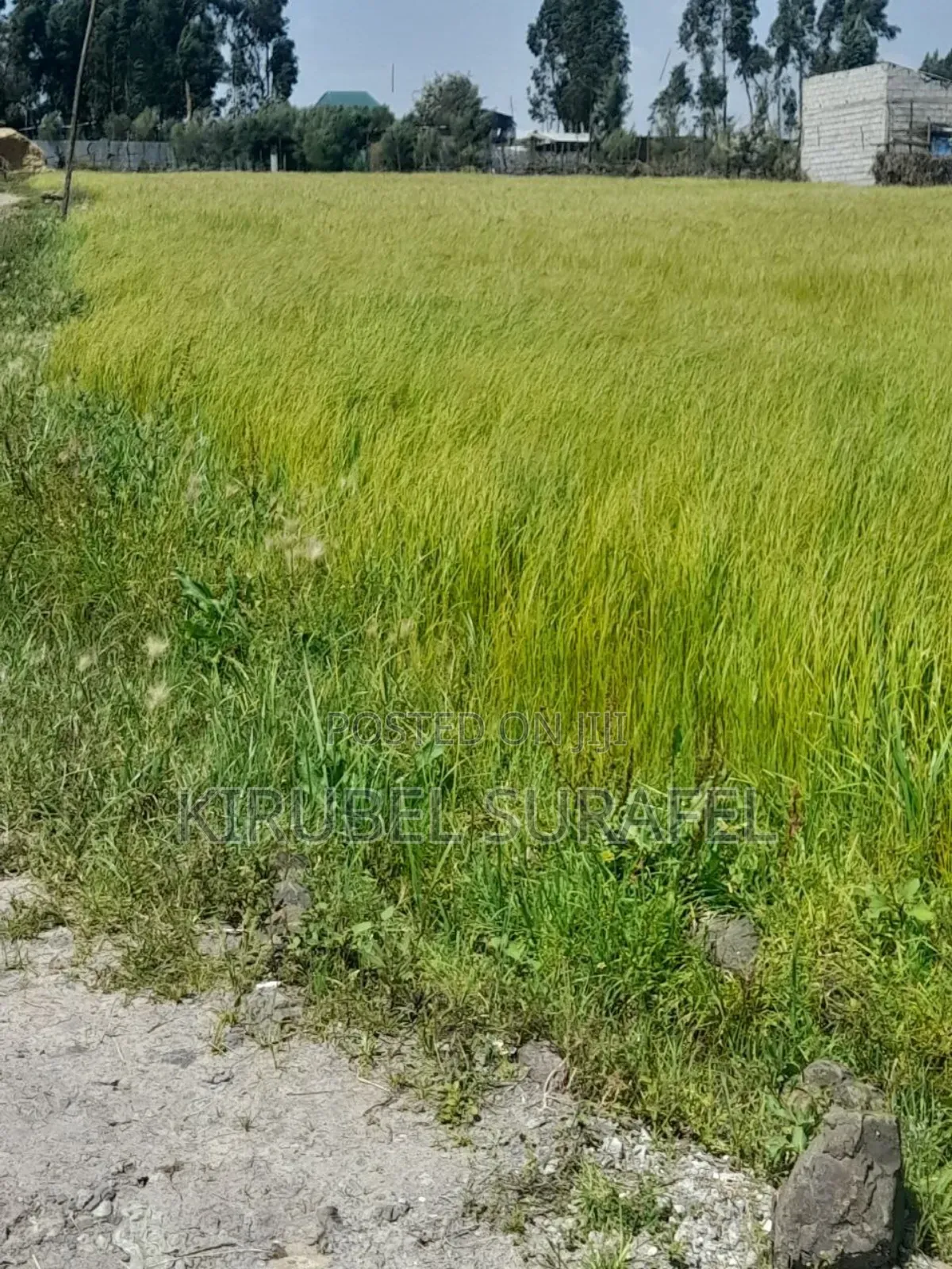 የሚሸጥ ቦታ
ጎሮ ፍልውሃ አከባአከባቢ