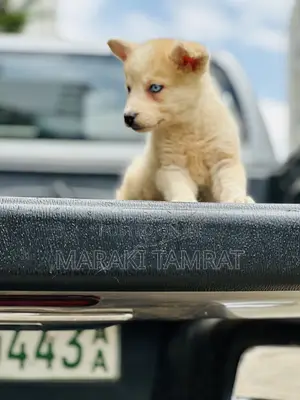 Photo - 1-3 months Male Mixed Breed Siberian Husky