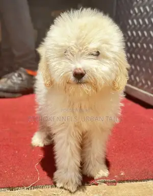 Photo - 1-3 months Male Purebred Maltese