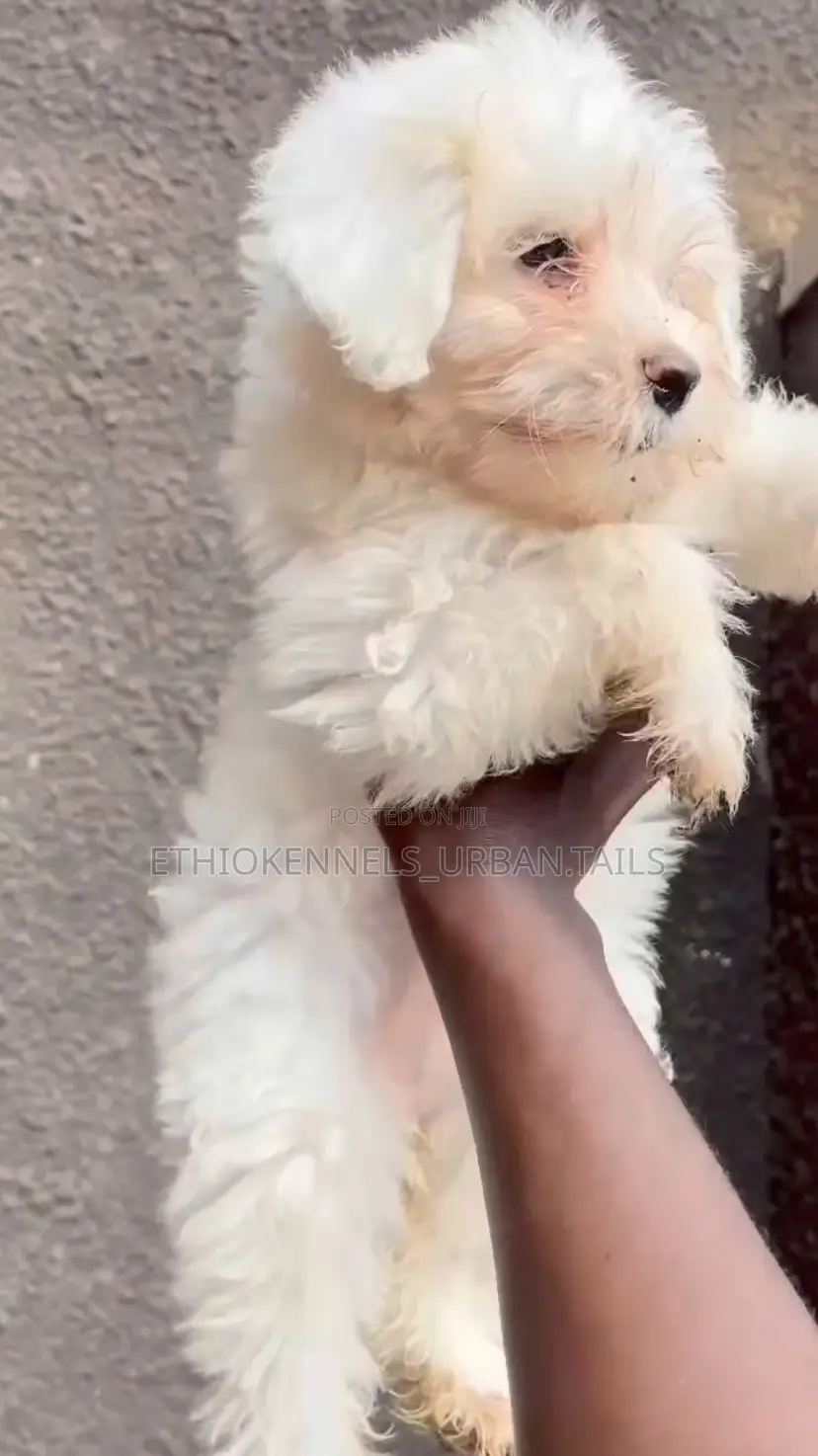 1-3 months Male Purebred Maltese