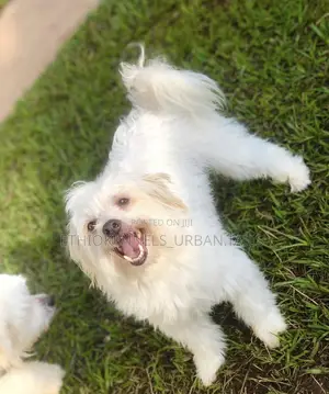 Photo - 1-3 months Male Purebred Maltese