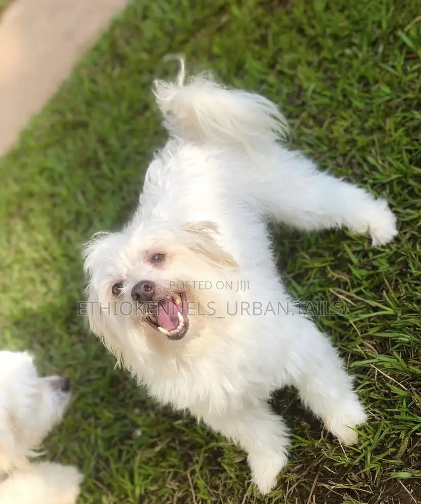 1-3 months Male Purebred Maltese