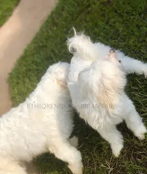 1-3 months Male Purebred Maltese
