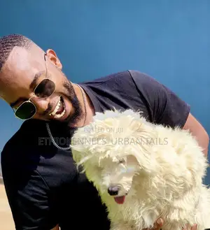 Photo - 1-3 months Male Purebred Maltese