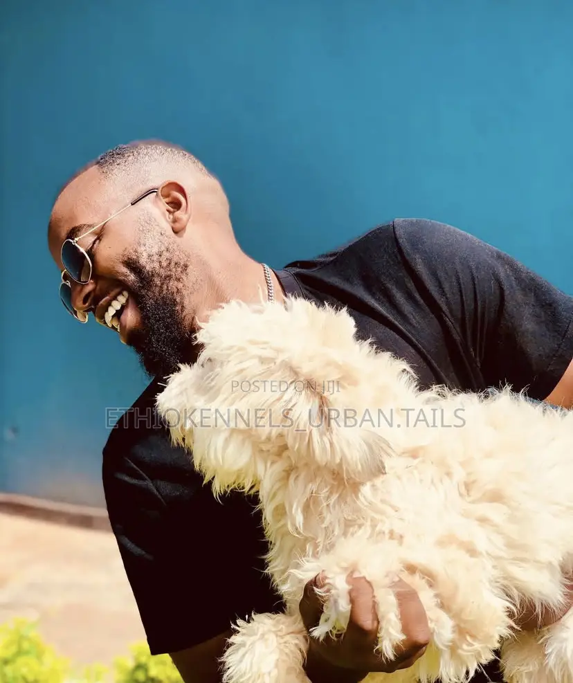 1-3 months Male Purebred Maltese