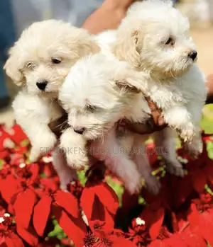 Photo - 1-3 months Female Purebred Maltese