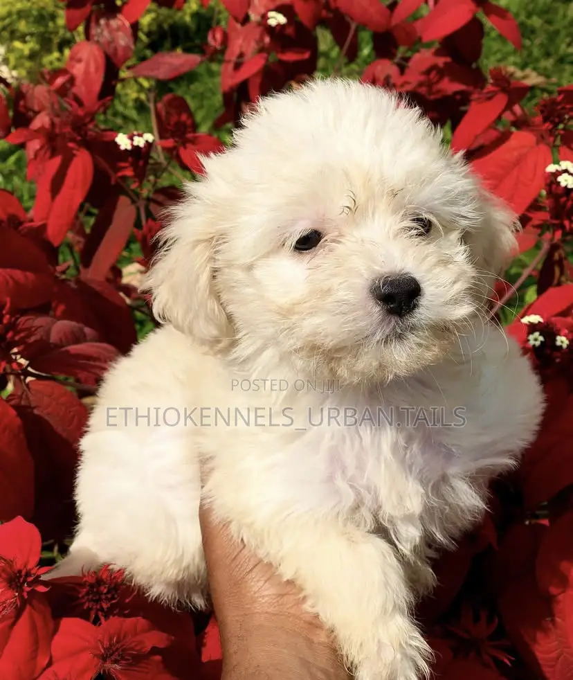 1-3 months Female Purebred Maltese