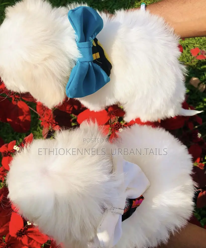 1-3 months Female Purebred Maltese