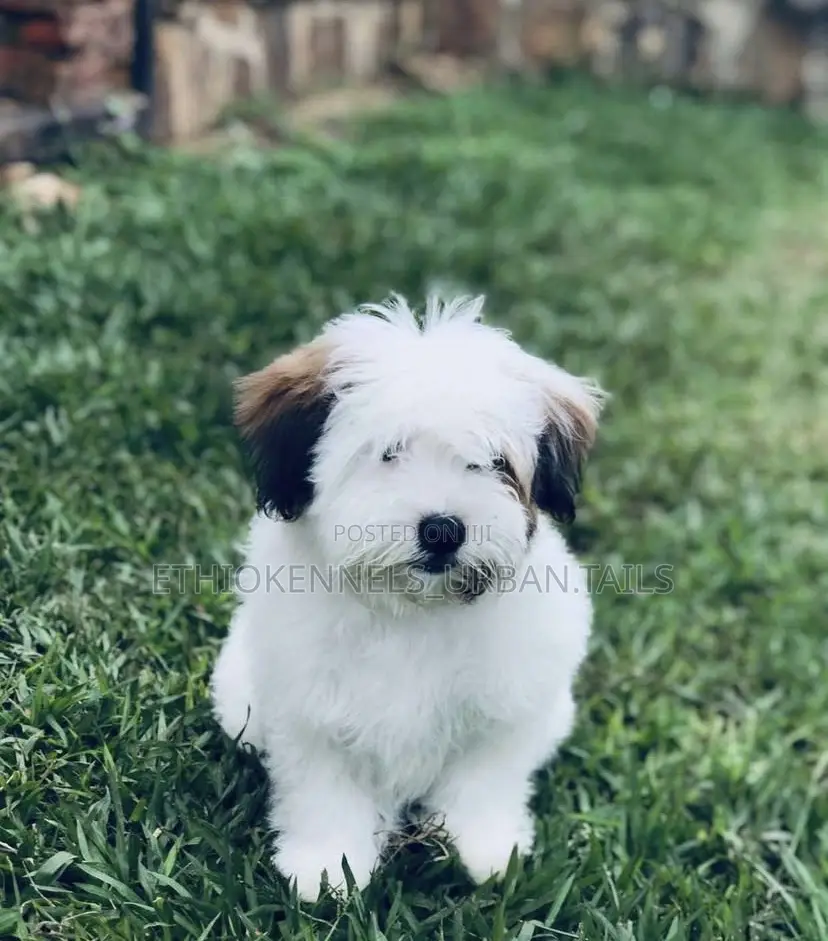 1-3 months Male Purebred Maltese