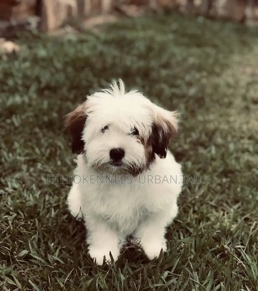 1-3 months Male Purebred Maltese