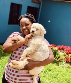 Photo - 1-3 months Male Purebred Maltese