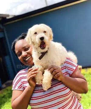 1-3 months Male Purebred Maltese