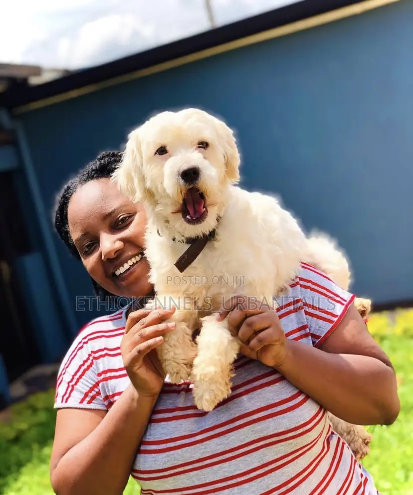 1-3 months Male Purebred Maltese