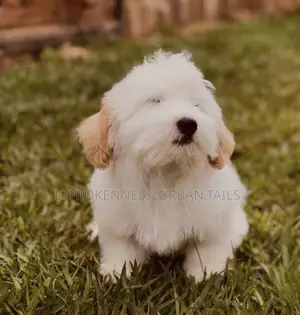 1-3 months Male Purebred Maltese