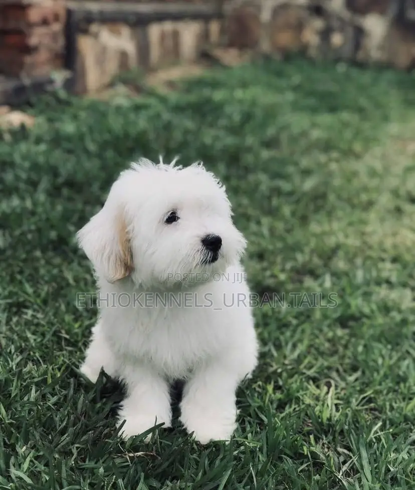 1-3 months Male Purebred Maltese