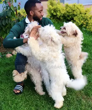 Photo - 1-3 months Female Purebred Maltese