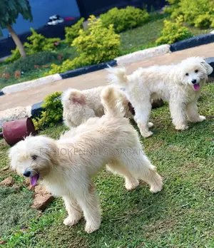1-3 months Female Purebred Maltese