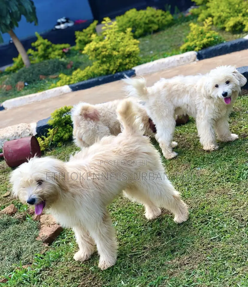 1-3 months Female Purebred Maltese