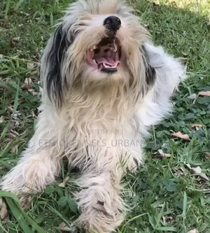 Photo - 3-6 months Male Mixed Breed Maltese