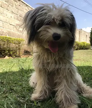 3-6 months Male Mixed Breed Maltese