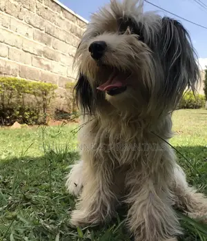 3-6 months Male Mixed Breed Maltese