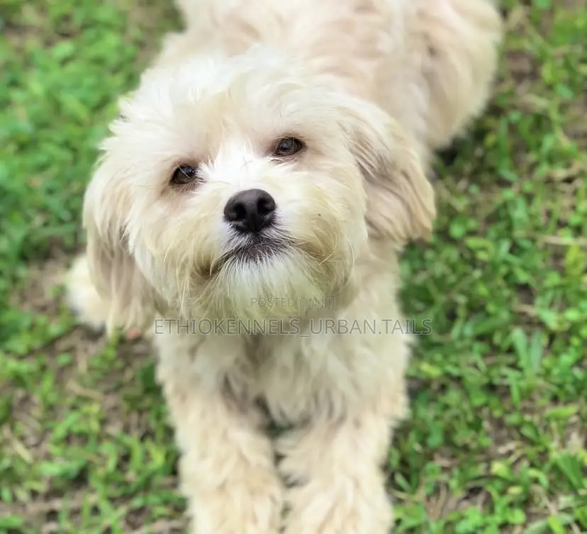 3-6 months Male Purebred Maltese