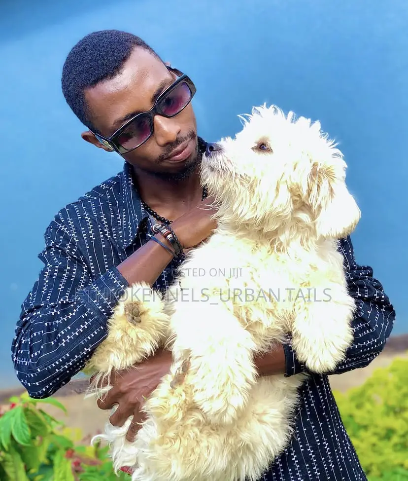 3-6 months Male Purebred Maltese