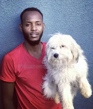 Photo - 1-3 months Male Purebred Maltese