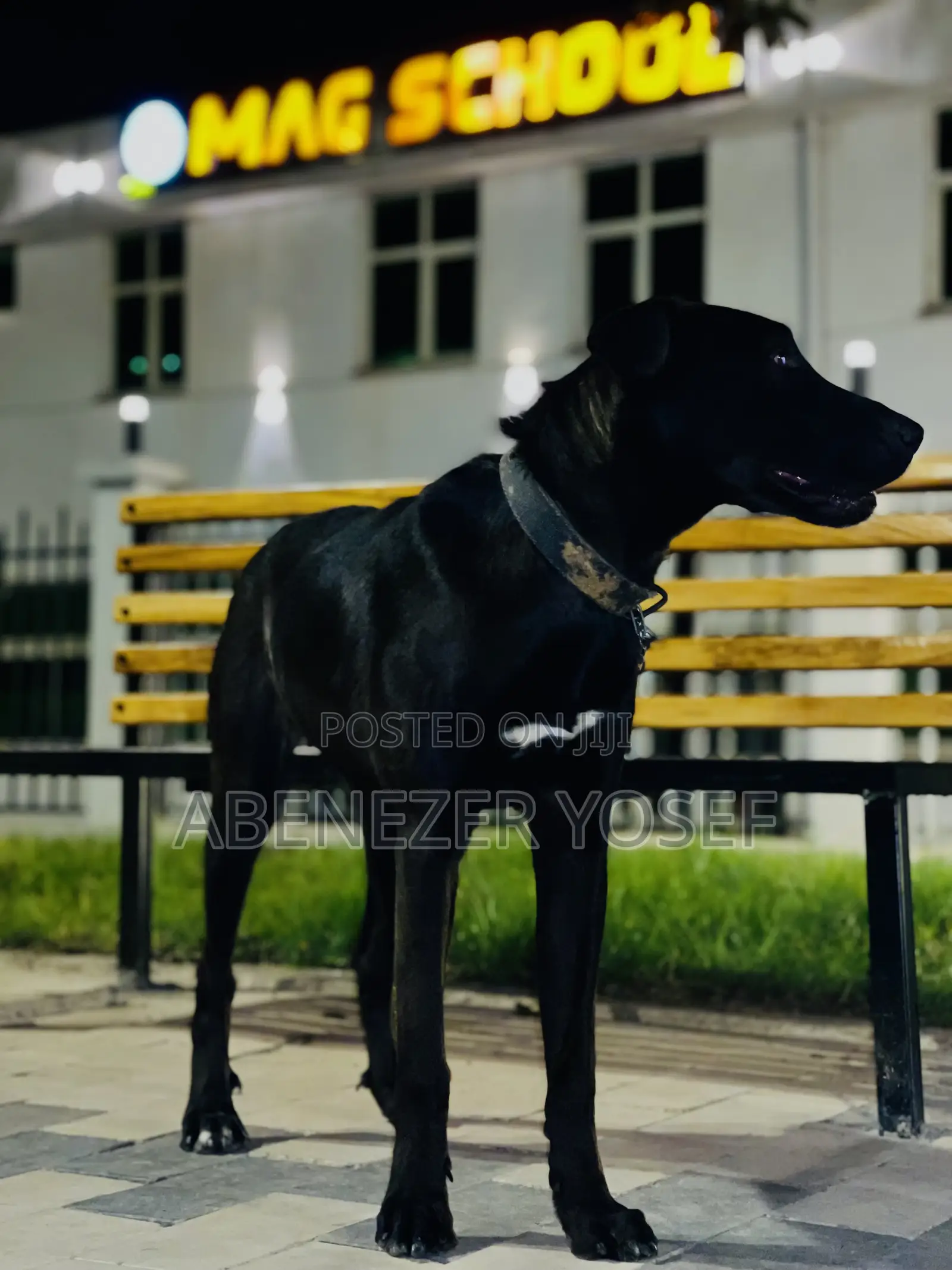 3-6 months Female Purebred Labrador Retriever