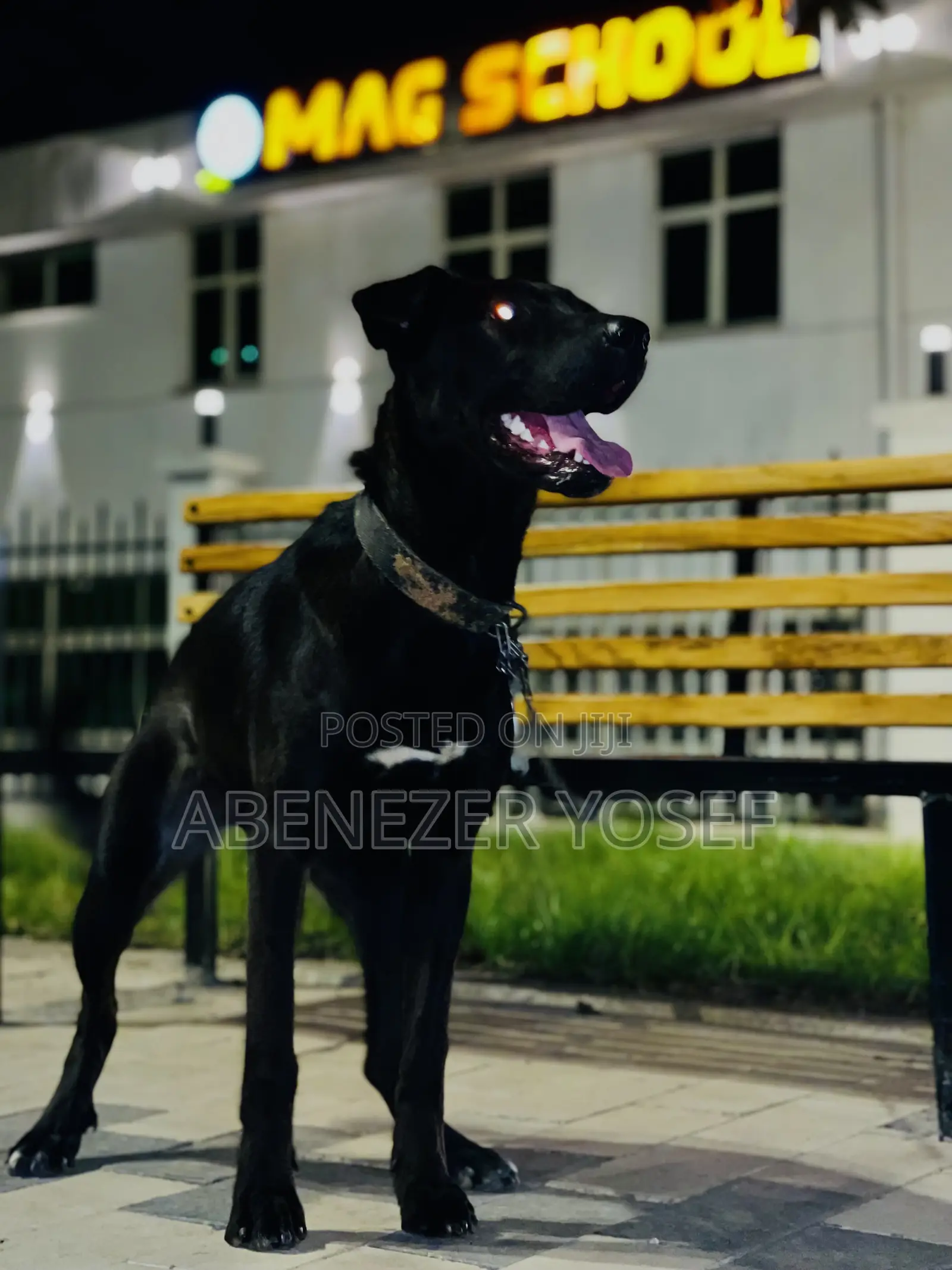 3-6 months Female Purebred Labrador Retriever