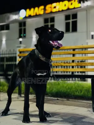 3-6 months Female Purebred Labrador Retriever