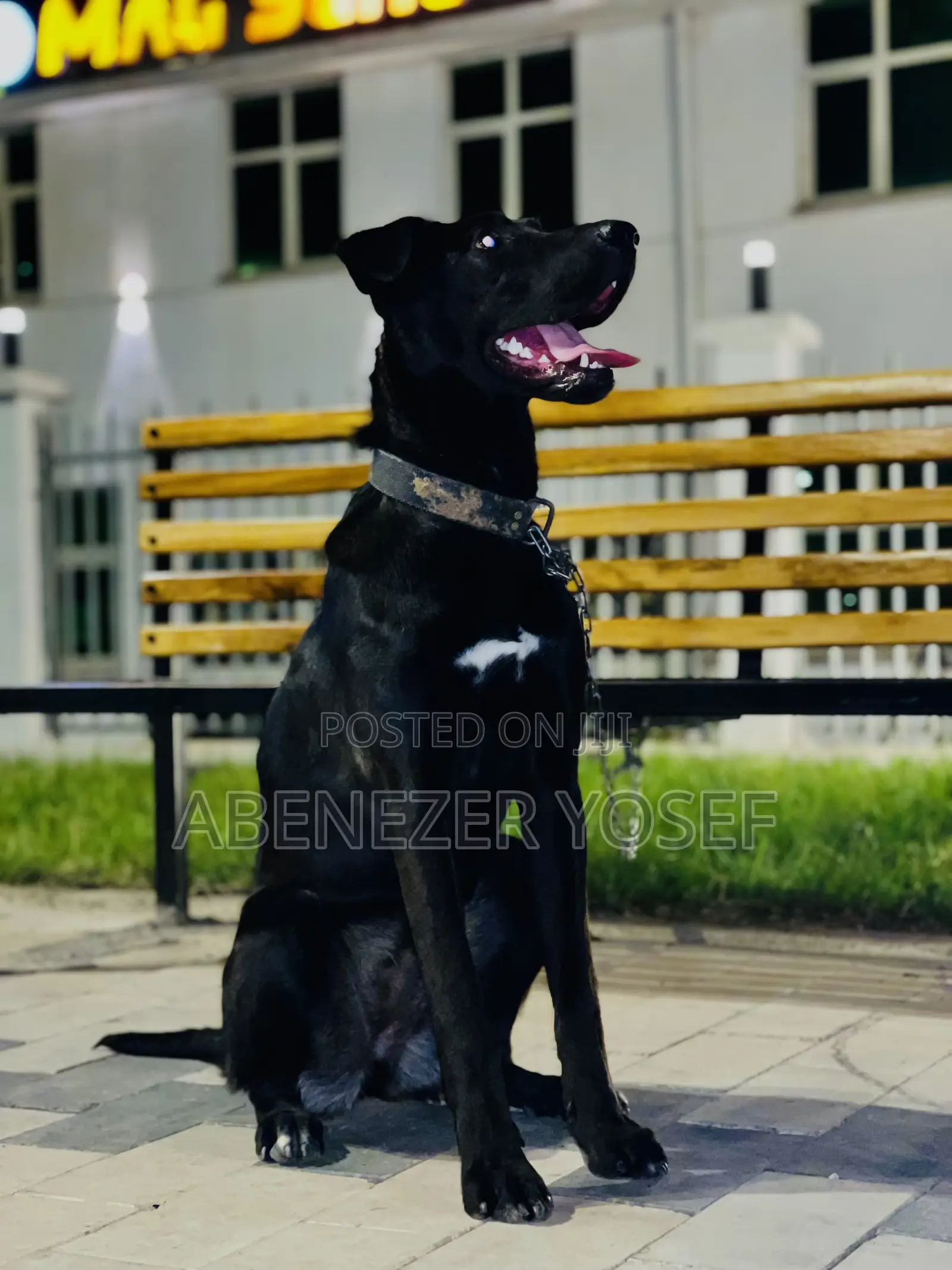 3-6 months Female Purebred Labrador Retriever