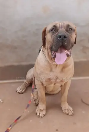 Photo - 6-12 months Male Purebred Boerboel