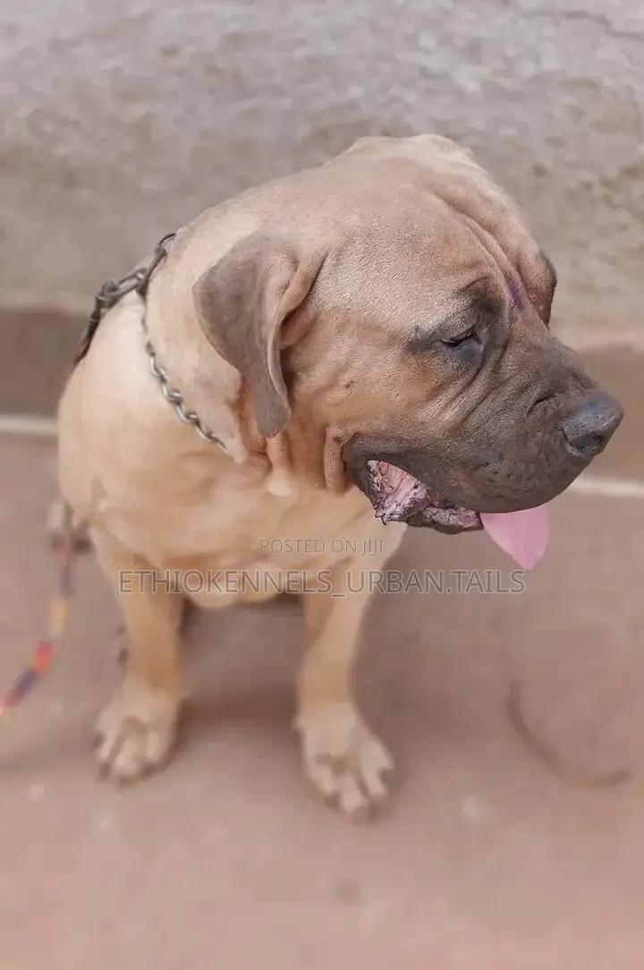 6-12 months Male Purebred Boerboel