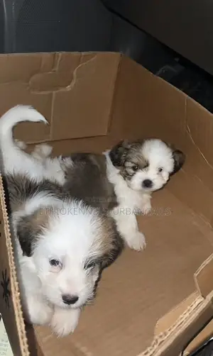 Photo - 1-3 months Male Mixed Breed Maltese