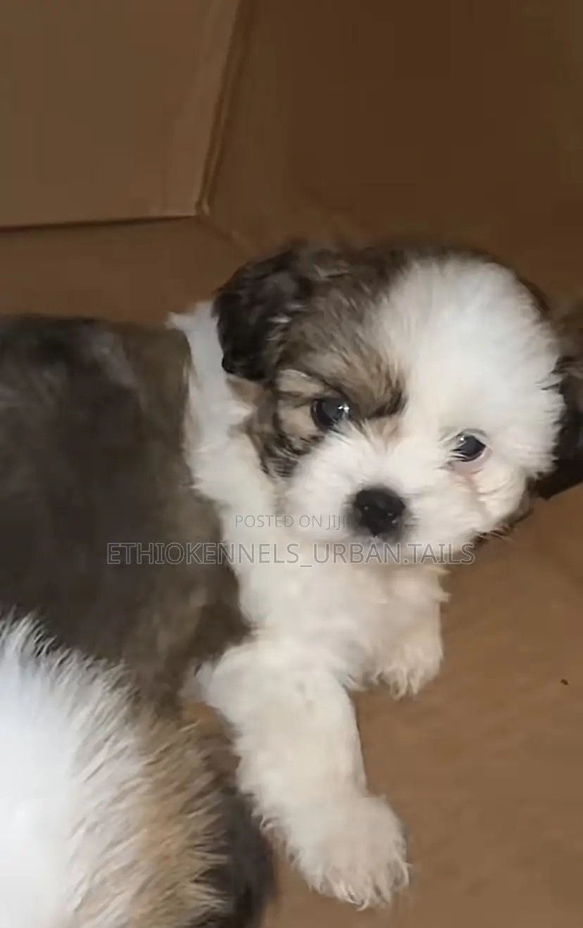 1-3 months Male Mixed Breed Maltese
