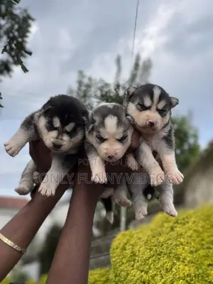 Photo - 1-3 months Male Purebred Siberian Husky