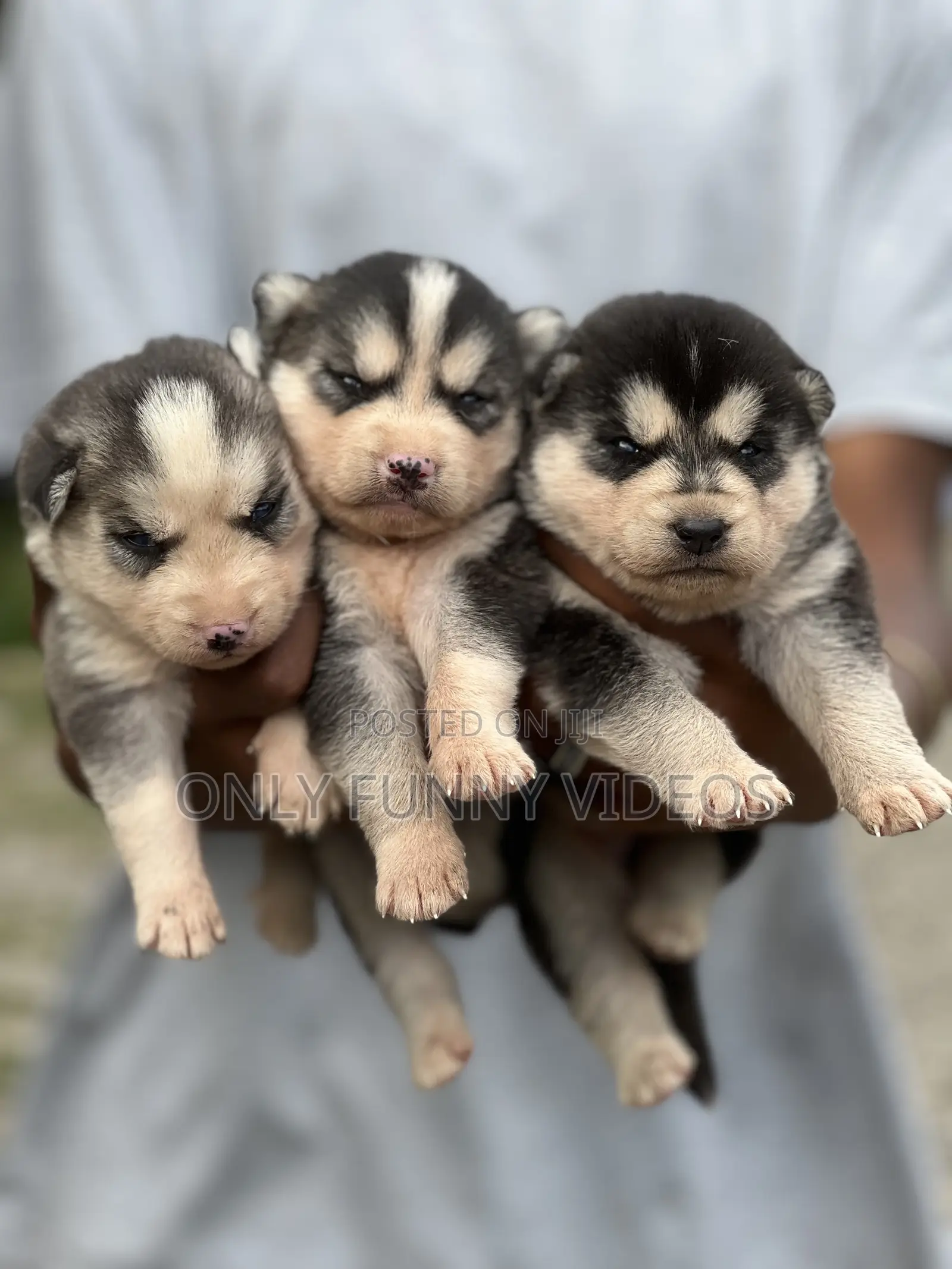 1-3 months Male Purebred Siberian Husky