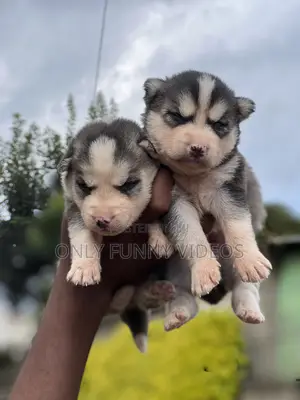 1-3 months Male Purebred Siberian Husky