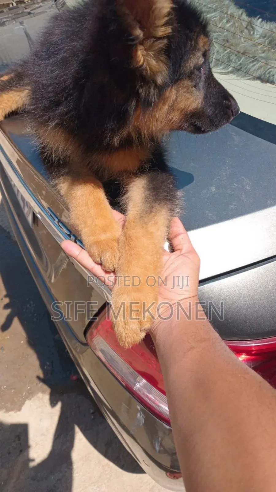 1-3 months Male Purebred German Shepherd