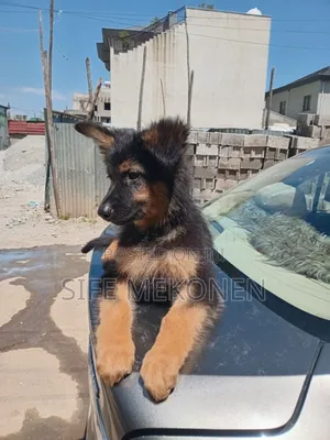 1-3 months Male Purebred German Shepherd