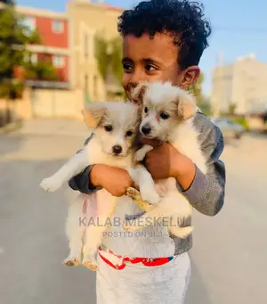 1-3 Month Male Purebred Dog
