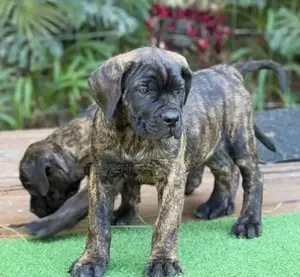 Photo - 1-3 months Male Purebred Mastiff
